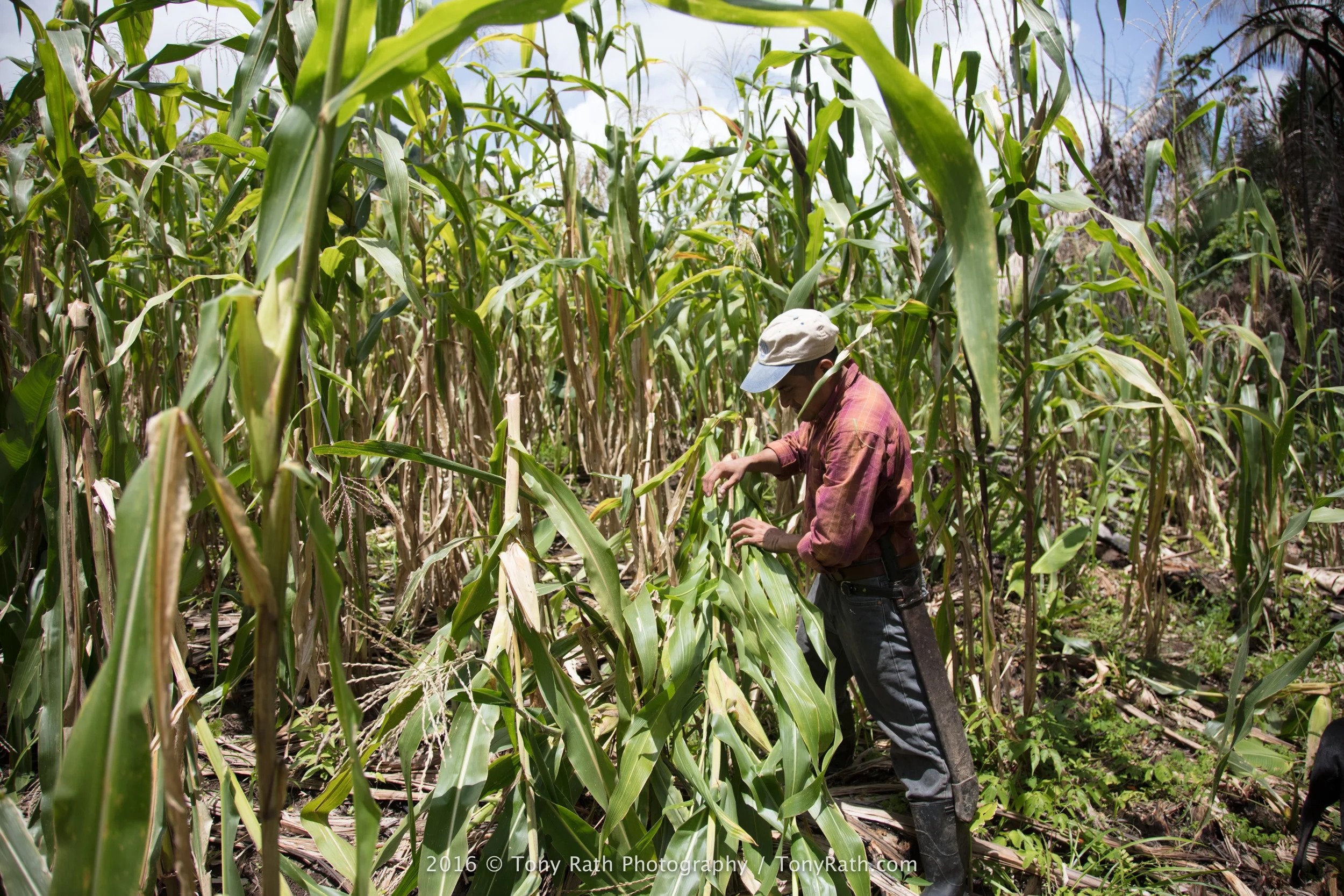 belize-failing-to-implement-binding-court-orders-to-respect-maya-land